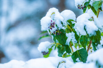 Green snow covered leaves and berries are seen on a shrub. Ice covered branches. Snowfall. Green leaves in winter. Beautiful nature in winter. Outdoor walk during snowfall. - Powered by Adobe