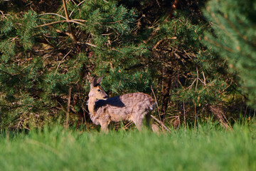 Sarna europejska. Capreolus capreolus. European roe deer in the morning.