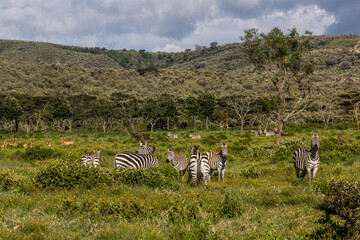 Fototapeta na wymiar Zebras in the Hell's Gate National Park, Kenya