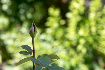 Red Rose Bud. New rose bud. Young graceful spray rose. A small bud of a blooming flower. magic garden. Natural background. beautiful flower, on a flowerbed, close-up
