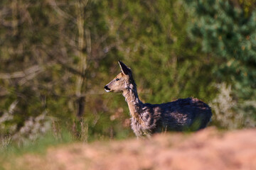 Sarna europejska. Capreolus capreolus. European roe deer in the morning. © Piotr