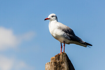 Grey-hooded Gull (Chroicocephalus cirrocephalus) at Naivasha lake, Kenya