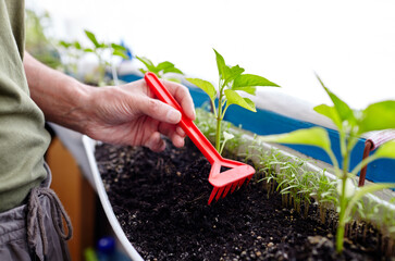Man gardening in home greenhouse. Men's hands hold rake and take care of the plant
