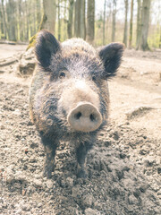 Wildschwein