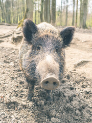 Wildschwein