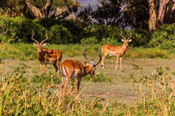 Naklejka na ściany i meble Impalas (Aepyceros melampus) at Crescent Island Game Sanctuary on Naivasha lake, Kenya