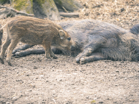Wildschwein