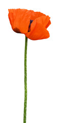 Red poppy flower isolated on white or transparent background