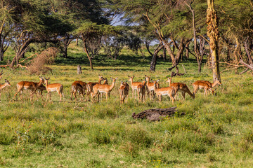 Impalas (Aepyceros melampus) at Crescent Island Game Sanctuary on Naivasha lake, Kenya