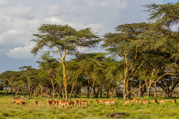 Impalas (Aepyceros melampus) at Crescent Island Game Sanctuary on Naivasha lake, Kenya