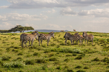 Burchell's zebras (Equus quagga burchellii) at Crescent Island Game Sanctuary on Naivasha lake,...