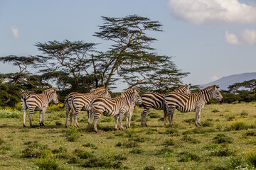 Burchell's zebras (Equus quagga burchellii) at Crescent Island Game Sanctuary on Naivasha lake,...