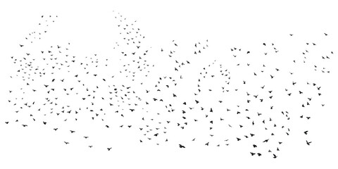 Sketch drawing of a silhouette of a flock of birds flying forward, cling together. Takeoff, flying, flight, flutter, hover, soaring, landing