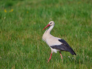 Bocian biały (Ciconia ciconia). Stork. - obrazy, fototapety, plakaty