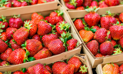 Frische reife Erdbeeren in kleinen Holzschachteln, die auf einem lokalen Markt verkauft werden.