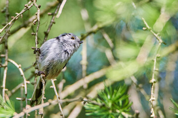 Raniuszek zwyczajny. Aegithalos caudatus. Common longtail.