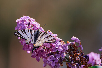 Paź królowej (Papilio machaon) . Swallowtail