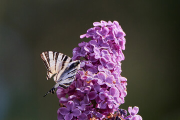 Paź królowej (Papilio machaon) . Swallowtail