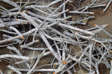 Pile of recently pruned dead tree branches 