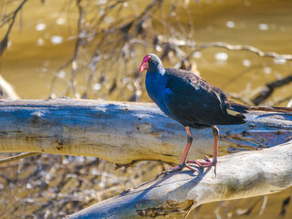 Swamphen On Log