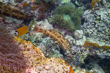 Grouper swim and stay at coral and sea anemone in deep blue sea underwater and colurful coral...