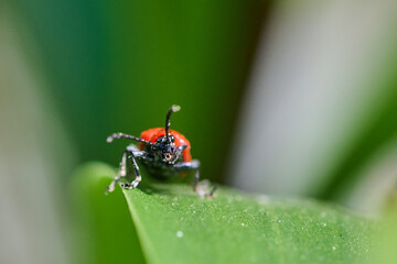 An insect on a beautiful green background.