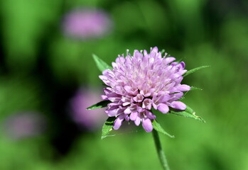 Violette Blüte einer Witwenblume