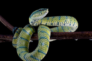 Tropidolaemus subannulatus wagleri viper closeup on branch, Tropidolaemus subannulatus closeup, Closeup snake