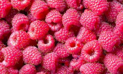 Reife frische Himbeeren in Nahaufnahme, die auf einem lokalen Markt angeboten werden.