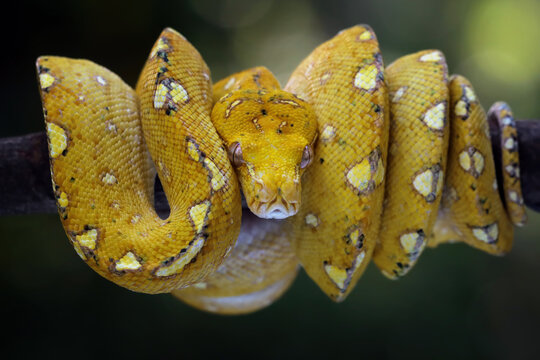 Green tree python juvenile closeup on branch with black background,  Green tree python ''Morelia viridis'' 