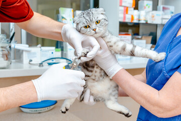 Trimming Scottish Fold cat's nails.Cat's getting a nail,claws trim.Cutting off domestic cat's claws at veterinarian office.hands scissors claws cat, doctor shearing claws.