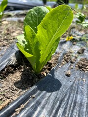 lettuce growing in the ground