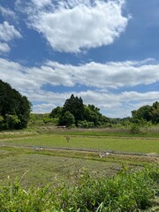 rice fields