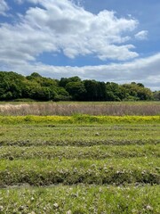 field and blue sky