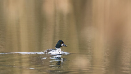 Common Goldeneye(Bucephala clangula) male in water