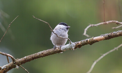 Willow tit (Poecile montanus) closeup