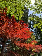 tree in autumn