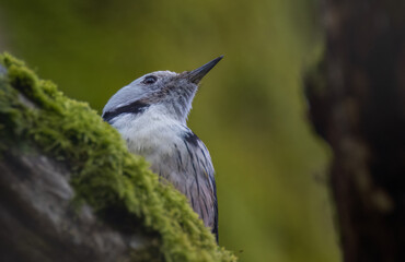 White-backed woodpecker (Dendrocopos leucotos) head closeup