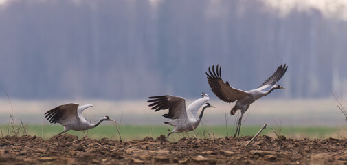Take off cranes in springtime field