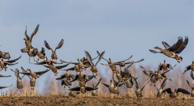 Flock of Greater White-fronted Goose (Anser albifrons) takes flight