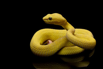 The Yellow White-lipped Pit Viper (Trimeresurus insularis) closeup on isolated background, Yellow White-lipped Pit Viper closeup