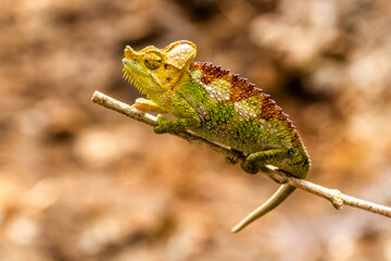 Chameleon near Sipi falls, Uganda