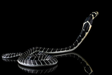 Baby king cobra on isolated background, King cobra snake 