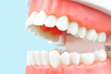Model of human teeth, Full Denture, Dental plate. Teeth orthodontic dental model or human jaw. Selective focus on teeth.