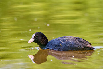 Łyska zwyczajna. Fulica atra. Common coot