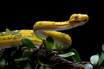 Green tree python juvenile closeup on branch with black background,  Green tree python ''Morelia...