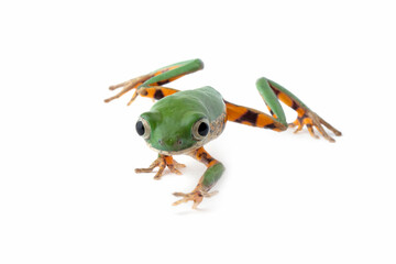 Phyllomedusa hypochondrialis closeup on white background, Northern orange-legged leaf frog or tiger-legged monkey frog closeup  
