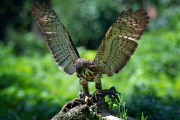 Crested Goshawk catches a lizard on a tree, Crested Goshawk catches lizard with natural background