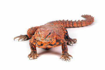 Uromastyx geyri closeup on isolated background, Uromastyx geyri closeup