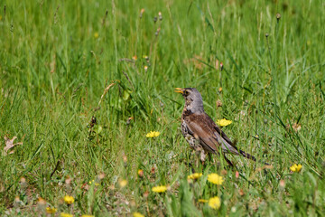 Kwiczoł. Turdus pilaris. Fieldfare.